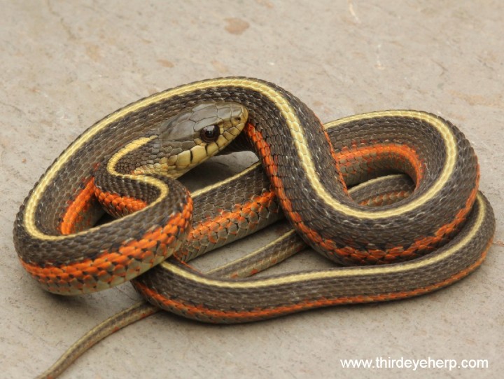 Orange Striped Coast Garter Snake